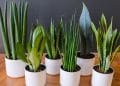 How to Grow and Care for a Snake Plant Indoors (Complete Beginner’s Guide)