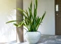 Snake Plant Growth Rate: How Fast and How Big They Grow