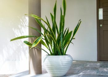 Snake Plant Growth Rate: How Fast and How Big They Grow